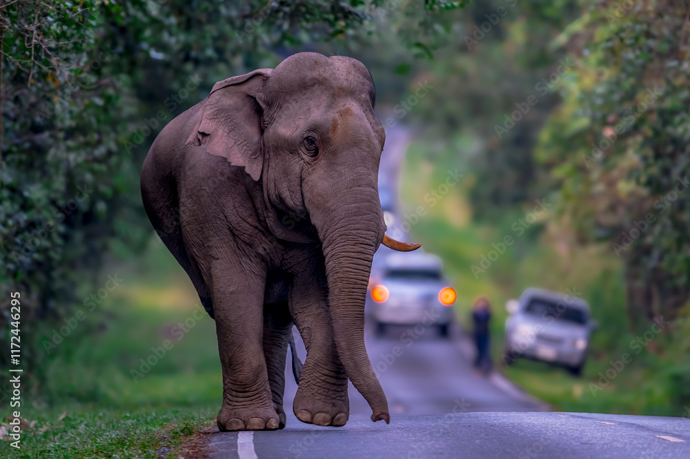 Obraz premium Elephants are large mammals and are the largest land animals. Wild elephants eat plants. They are big, have a small head, big legs, and have a trunk that reaches to the ground. That trunk is the nose.