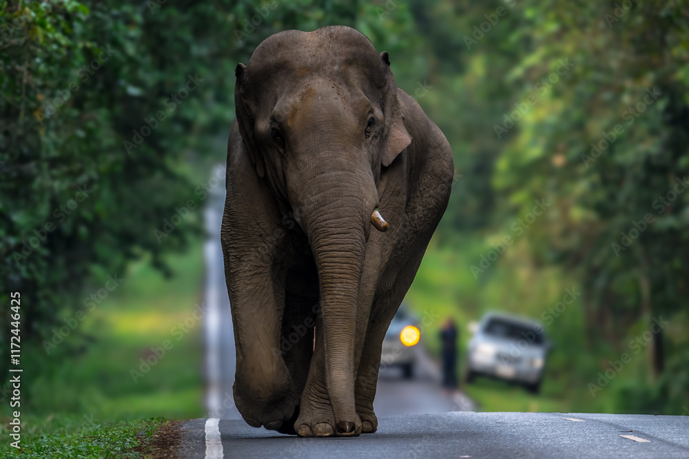 Obraz premium Elephants are large mammals and are the largest land animals. Wild elephants eat plants. They are big, have a small head, big legs, and have a trunk that reaches to the ground. That trunk is the nose.