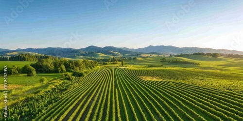 Wallpaper Mural Layered Planting: A Sustainable Approach to Regenerative Agriculture for Healthy Ecosystems Torontodigital.ca