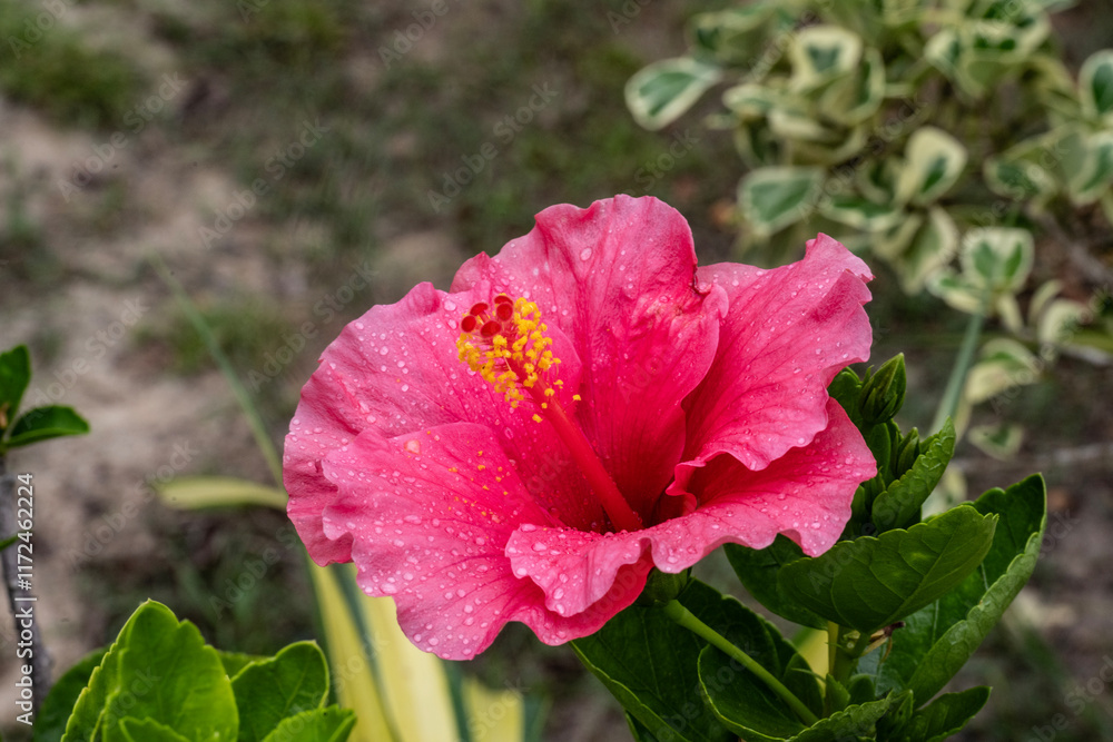 tropical beautiful flower close up in thailand tropical beautiful flower close up in thailand