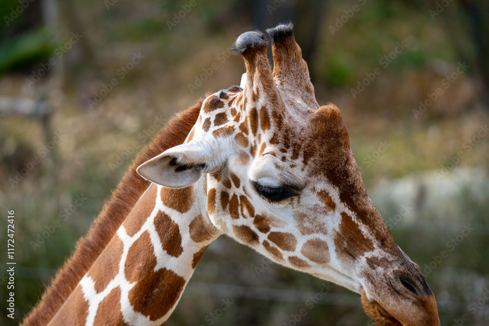 Obraz premium アミメキリンの写真