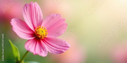 delicate pink flower petals gently touching the yellow stem with green leaves, yellow, nature