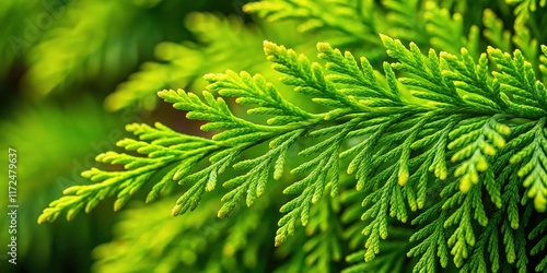 Lush Green Thuja Plicata Branches: Vibrant Spring Foliage of Western Redcedar photo