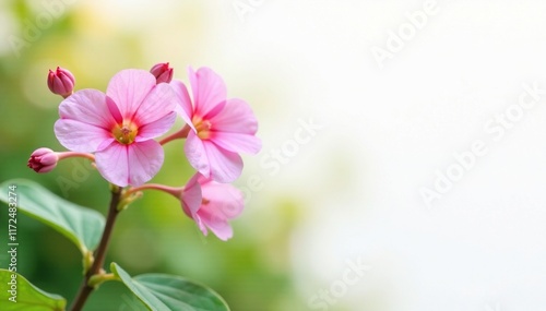 Akebia quinata flowers and buds against white background, botanical, foliage