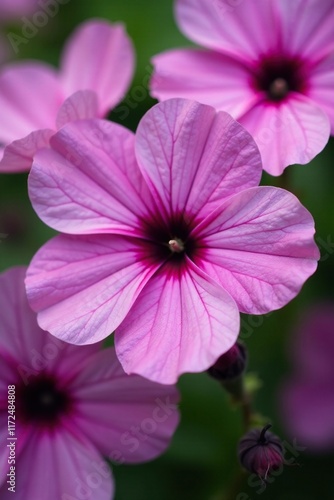 Delicate violet pink flower petals unfolding in a garden, colors, petals, pink