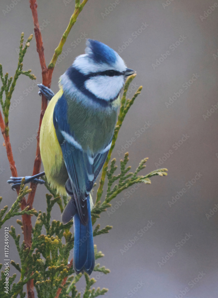 Obraz premium blue tiit