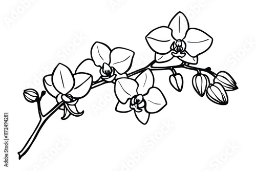 An orchid branch with flowers, unopened buds and a stem line art vector illustration