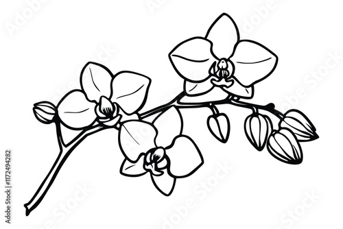 An orchid branch with flowers, unopened buds and a stem line art vector illustration