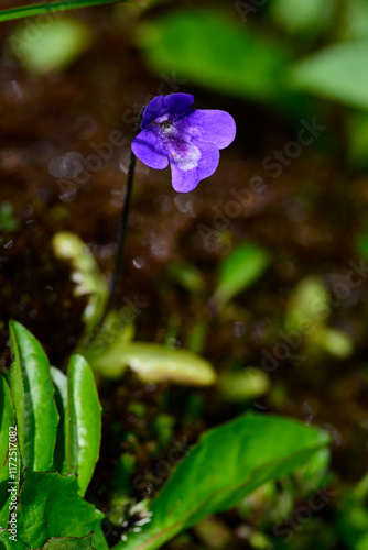 Common butterwort // Gemeines Fettkraut (Pinguicula vulgaris) - Prokletije National Park, Montenegro photo