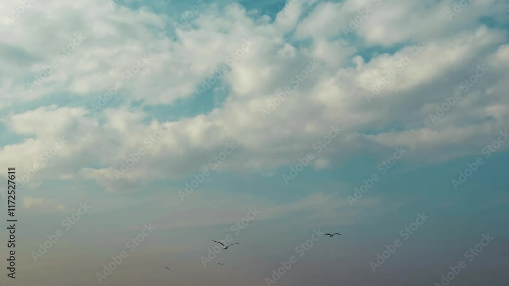 Animal Bird Seagulls Flying On Shiny Cloudy Sky Animal Bird Seagulls Flying On Shiny Cloudy Sky