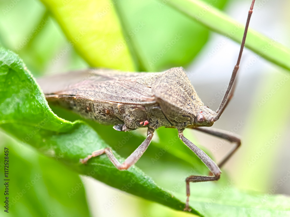 Leaf-footed bug,bug in green leaves Leaf-footed bug,bug in green leaves