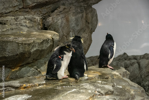 Penguin in the Osaka Aquarium Kaiyukan, Japan photo