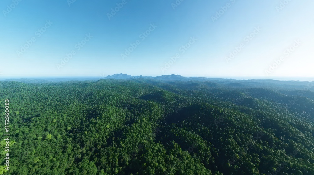 Fototapeta premium Aerial view of a lush green forested landscape under a clear sky.