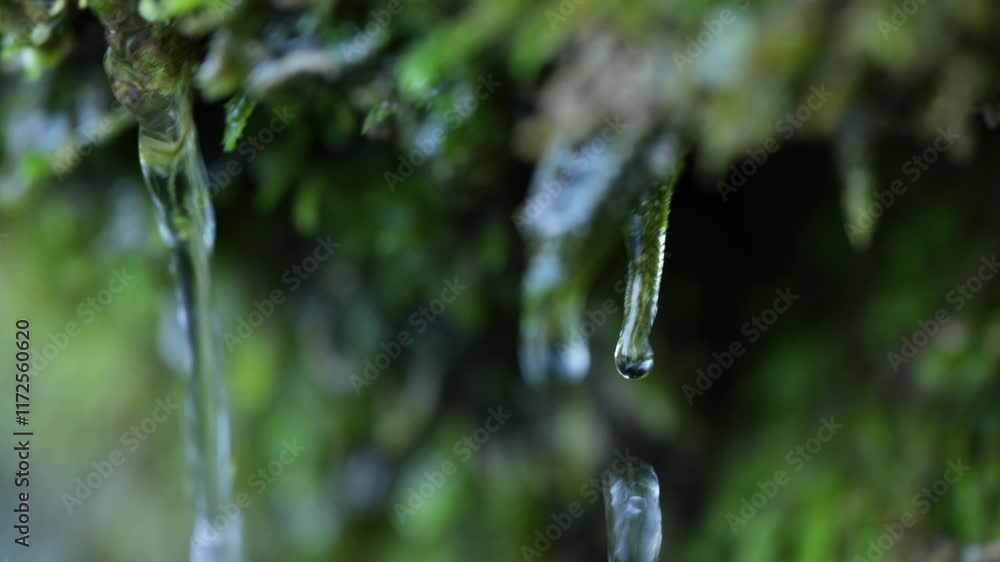 Close-up of Water Droplet Hanging from Moss-Covered Rock, 4k video Close-up of Water Droplet Hanging from Moss-Covered Rock, 4k video