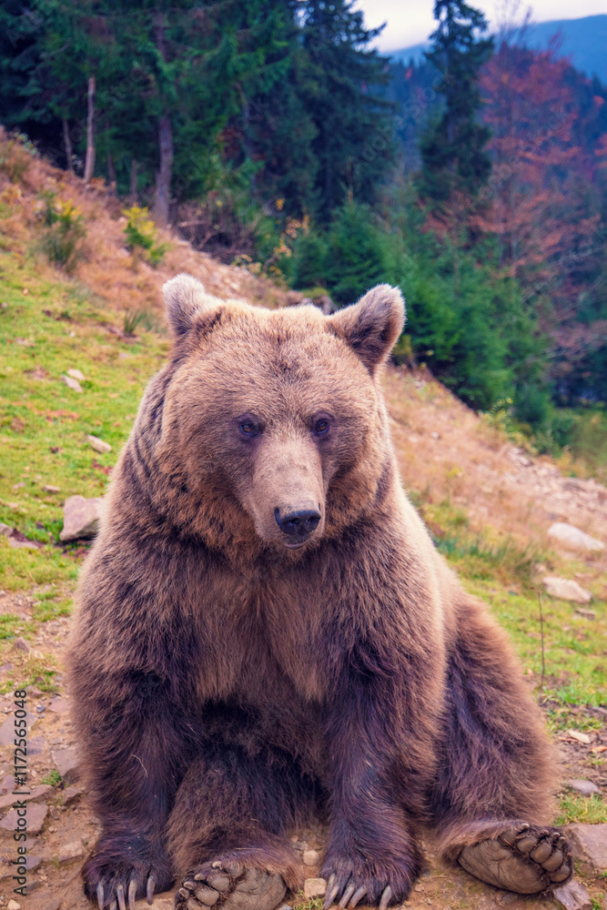 Portrait of an adult brown bear outdoors. The bear walks in the mountains. Vertical photo