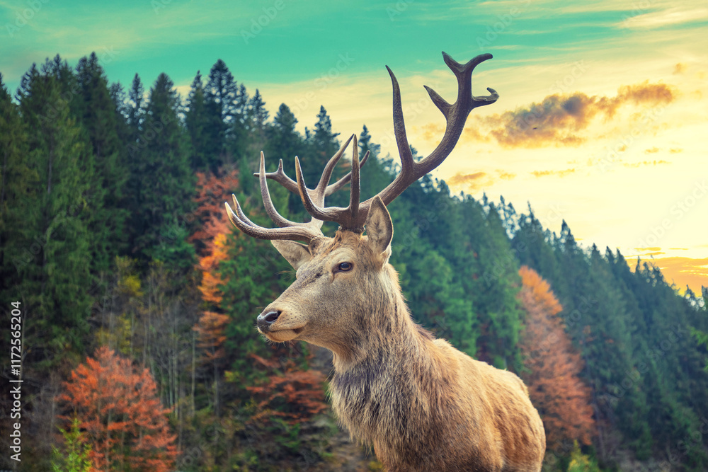 Portrait of a deer in a mountain forest during sunset