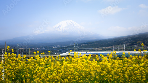 Tableau sur toile Shinkansen train and mount Fuji with flower in foreground,