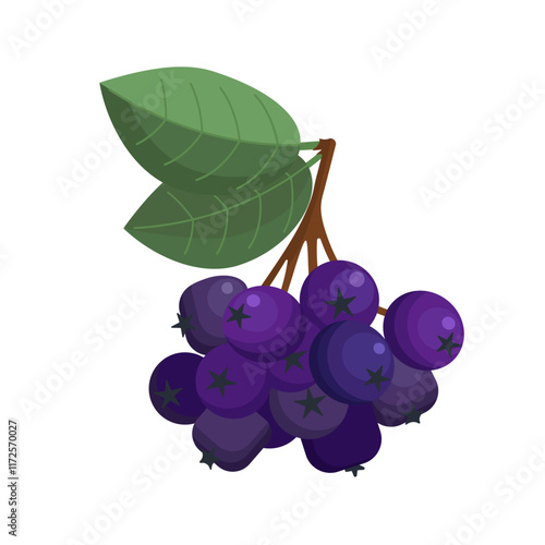 Berries of black-fruited mountain ash. Bunch of aronia with leaves isolated on a white background. Vector illustration in flat style, colored icon. Black ash berries.	