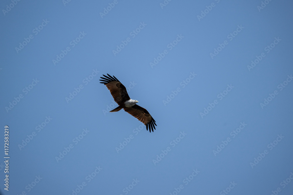 Fototapeta premium White-headed Fishing Sea Eagle hunting in Thailand