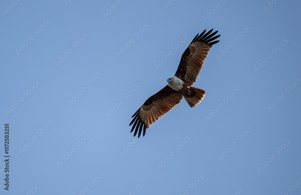 White-headed Fishing Sea Eagle hunting in Thailand White-headed Fishing Sea Eagle hunting in Thailand