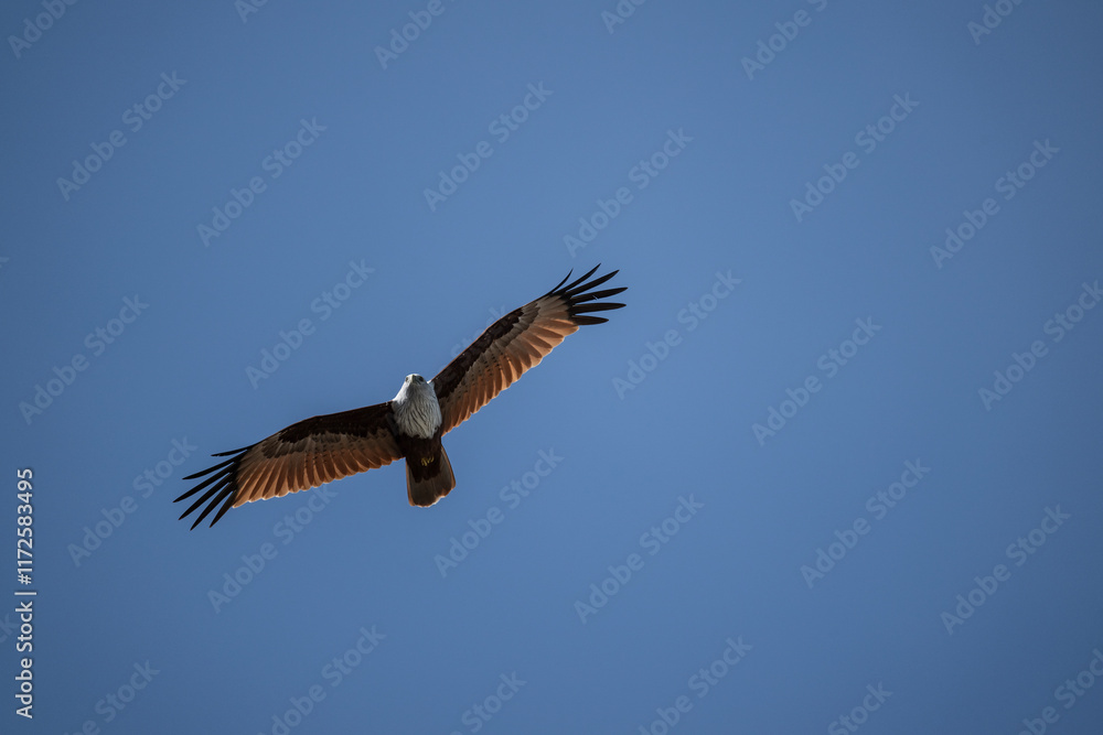 White-headed Fishing Sea Eagle hunting in Thailand White-headed Fishing Sea Eagle hunting in Thailand