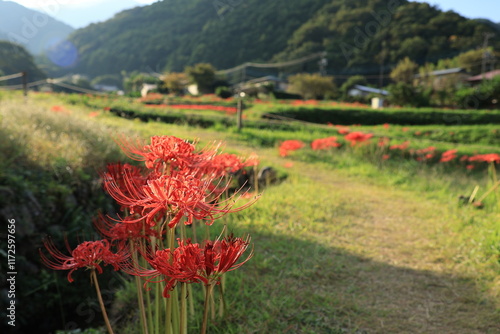 伊勢原・日向の彼岸花の群生　かながわの花の名所１００選 photo