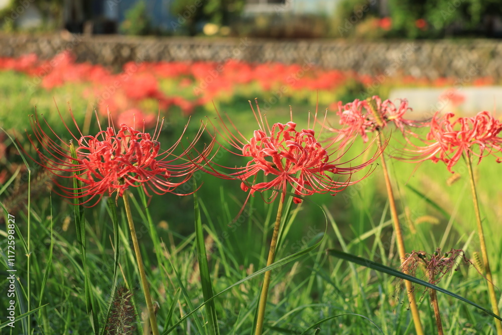 伊勢原・日向の彼岸花の群生　かながわの花の名所１００選
