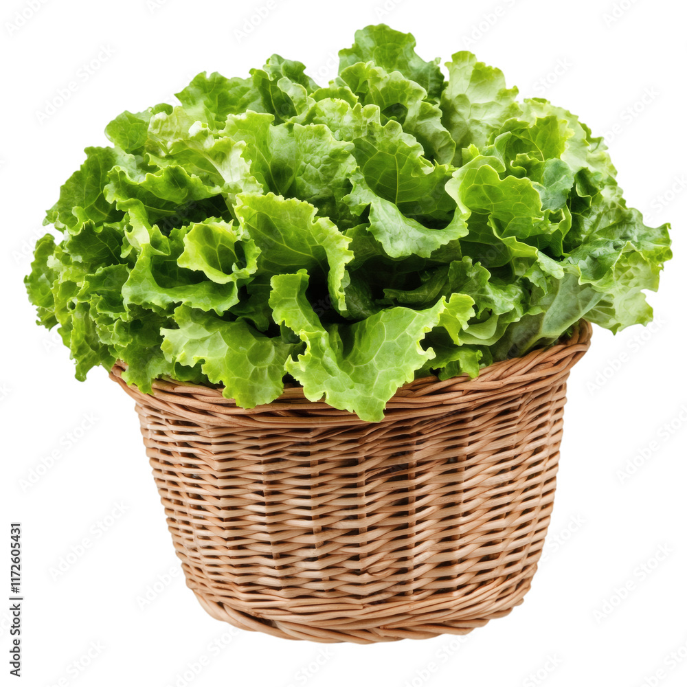 Fresh organic lettuce in wicker basket, healthy and vegetarian ingredient for salads isolated on white transparent background Fresh organic lettuce in wicker basket, healthy and vegetarian ingredient for salads isolated on white transparent background