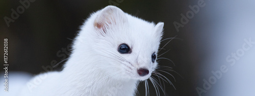 Ermine (Mustela erminea) Ermellino photo