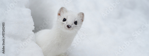 Ermine (Mustela erminea) Ermellino