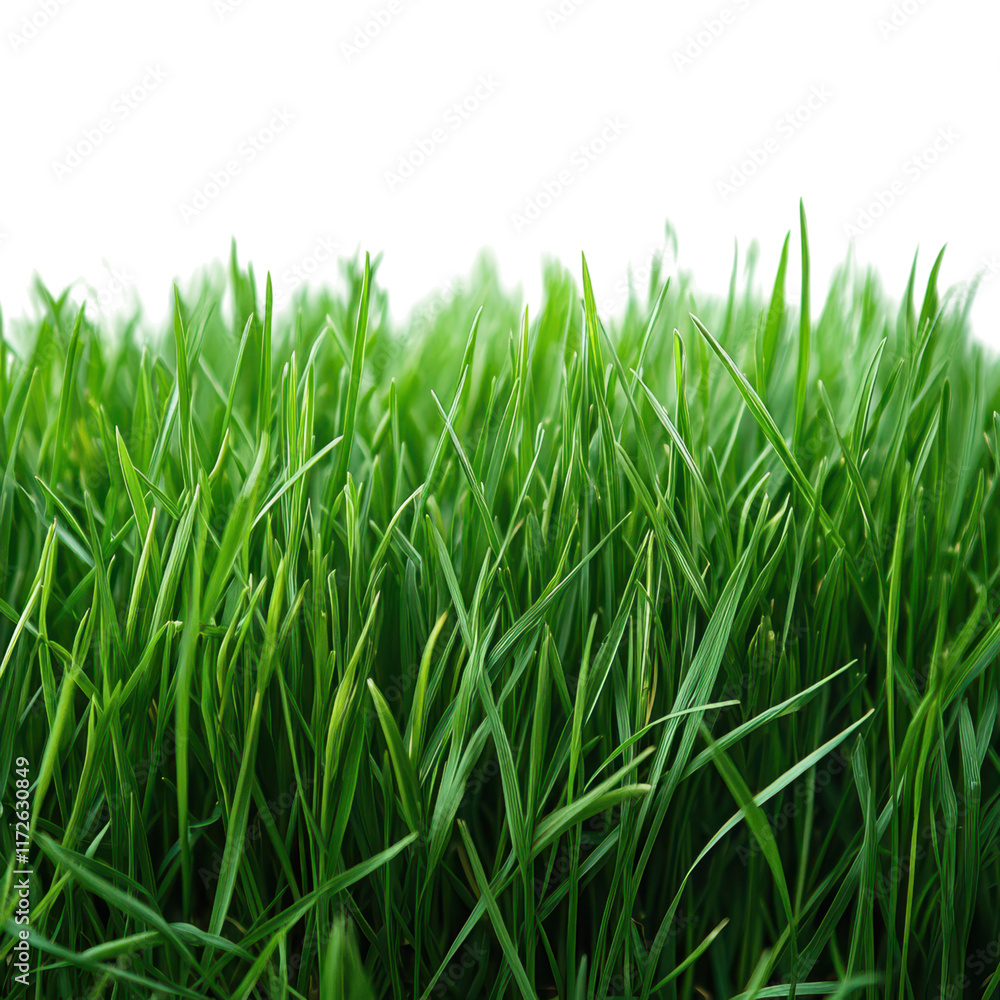 Lush Green Grass on Crisp White Surface, Simple Elegance, Freshness and Serenity, Nature's Minimalist Charm Lush Green Grass on Crisp White Surface, Simple Elegance, Freshness and Serenity, Nature's Minimalist Charm