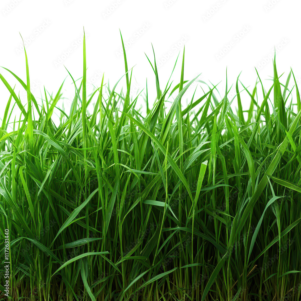 Minimalist grass arrangement on a clean white backdrop, emphasizing simplicity and tranquility in design Minimalist grass arrangement on a clean white backdrop, emphasizing simplicity and tranquility in design