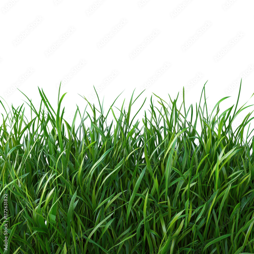 Minimalist grass arrangement on a pure white background, emphasizing simplicity and tranquility, perfect for modern decor or design elements. Minimalist grass arrangement on a pure white background, emphasizing simplicity and tranquility, perfect for modern decor or design elements.