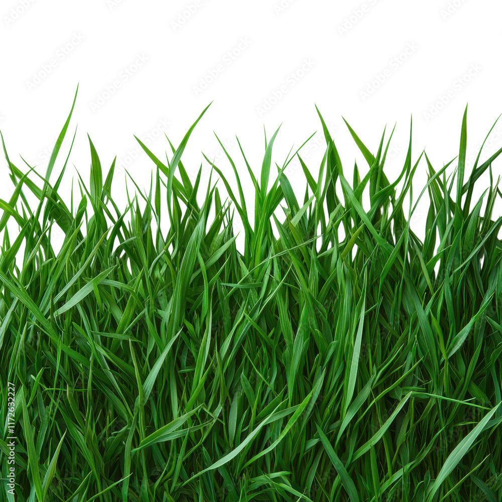 Minimalist grass design, simple elegance, white backdrop, serene and clean aesthetic, perfect for modern decor or branding Minimalist grass design, simple elegance, white backdrop, serene and clean aesthetic, perfect for modern decor or branding