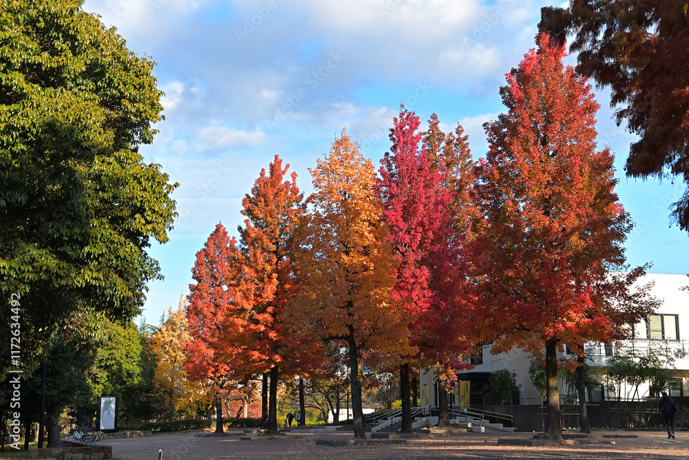 Naklejka premium オレンジ色のグラデーションに色づいたタイワンフウの並木