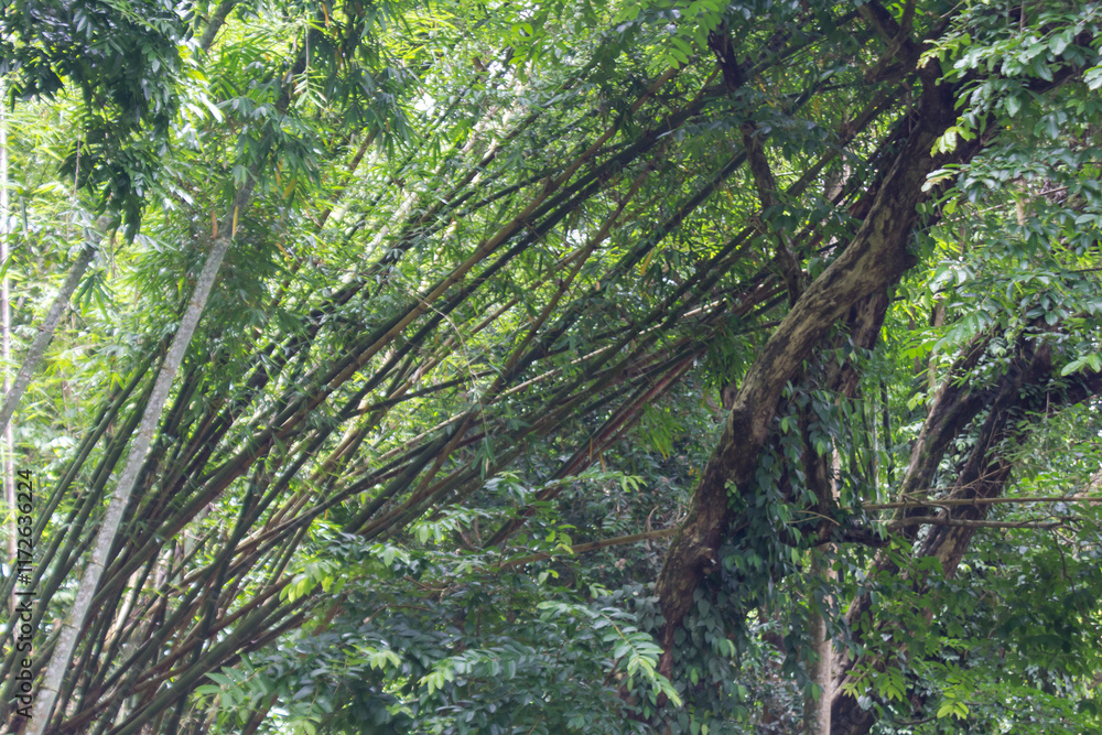 Scenic View of Green Forest in Rural Asia Scenic View of Green Forest in Rural Asia