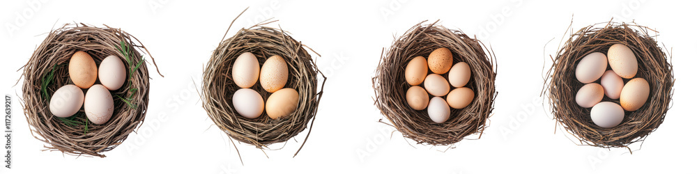 Rustic bird nests made of natural twigs and wicker filled with assorted brown and white chicken eggs arranged in a simple and organic composition Healthy fresh and sustainable food concept Rustic bird nests made of natural twigs and wicker filled with assorted brown and white chicken eggs arranged in a simple and organic composition Healthy fresh and sustainable food concept