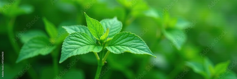 Tiny umbrella-like leaves on a small plant with intricate veining in white flowers, white flowers, foliage, Tiny umbrella-like leaves on a small plant with intricate veining in white flowers, white flowers, foliage,