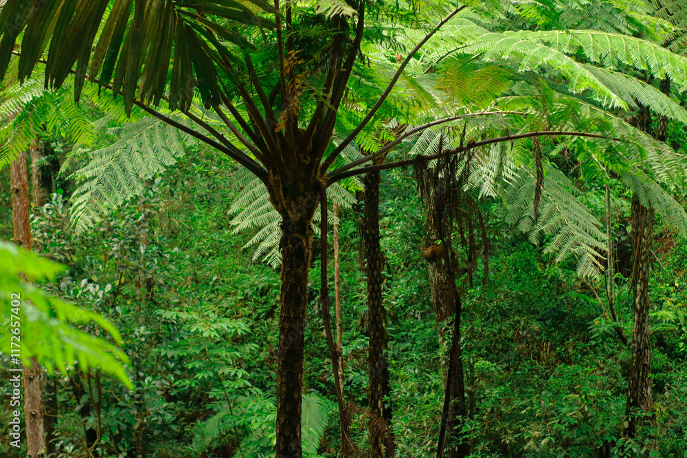 A serene view of a tropical forest canopy filled with lush greenery, capturing the essence of nature's tranquility and the vibrant life of a rainforest A serene view of a tropical forest canopy filled with lush greenery, capturing the essence of nature's tranquility and the vibrant life of a rainforest