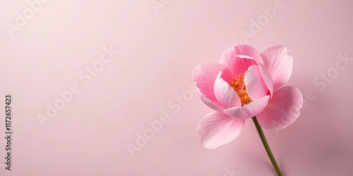 Delicate Pink Blossom on a Soft Pink Background, a Gentle Floral Image for Design Projects