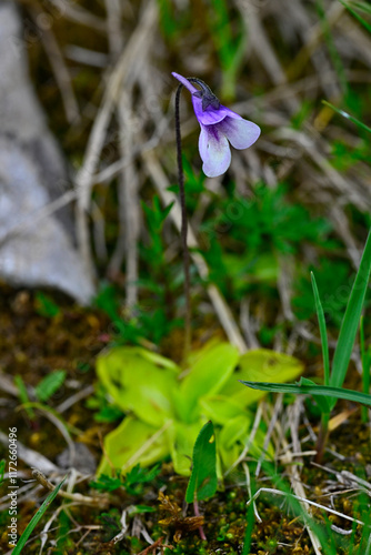 Gemeines Fettkraut // common butterwort (Pinguicula vulgaris) - Prokletije Nationalpark, Montenegro photo