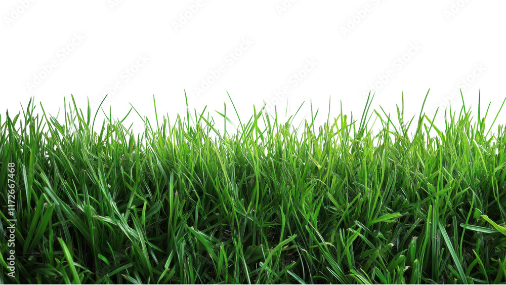 Fototapeta premium Minimalist grass arrangement on a clean white backdrop, emphasizing simplicity and tranquility in design and composition.