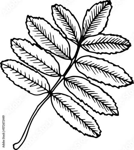 Hand drawn vector line illustration of Rowan leaf isolated on a white background.