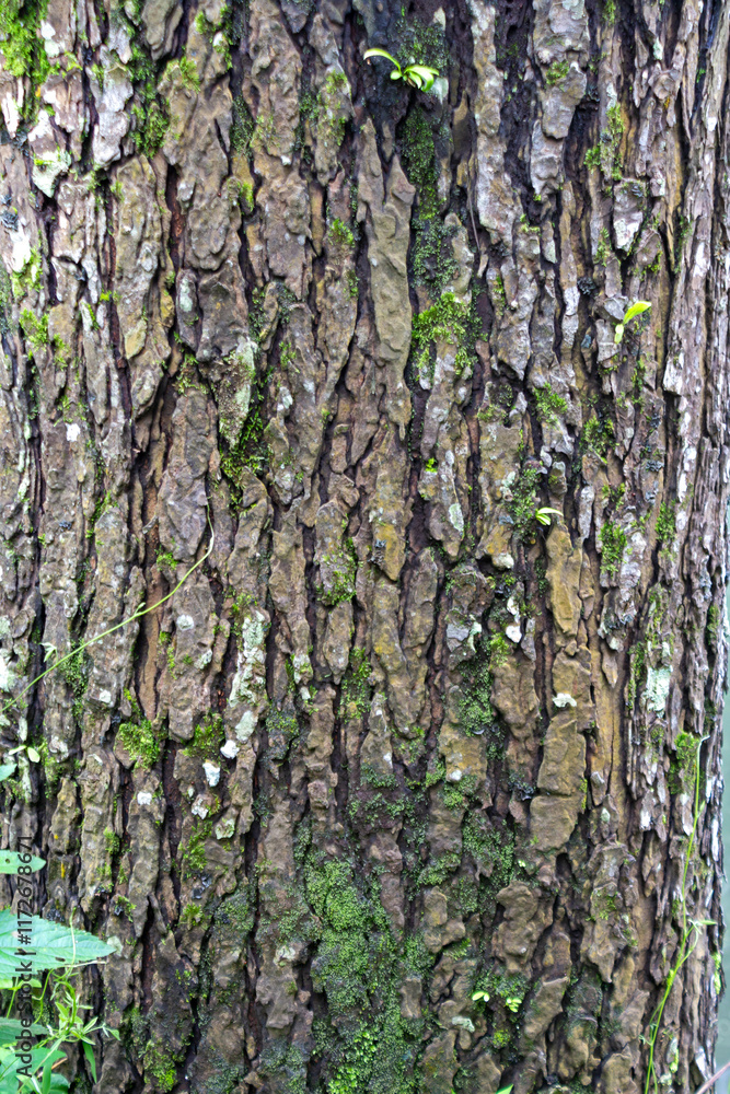 Obraz premium Tree Trunk with Natural Texture