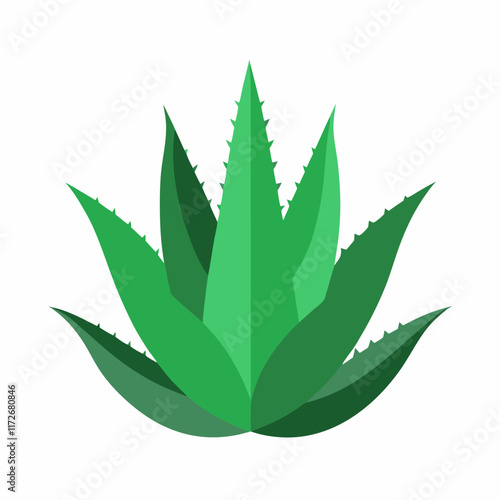 aloe vera plant