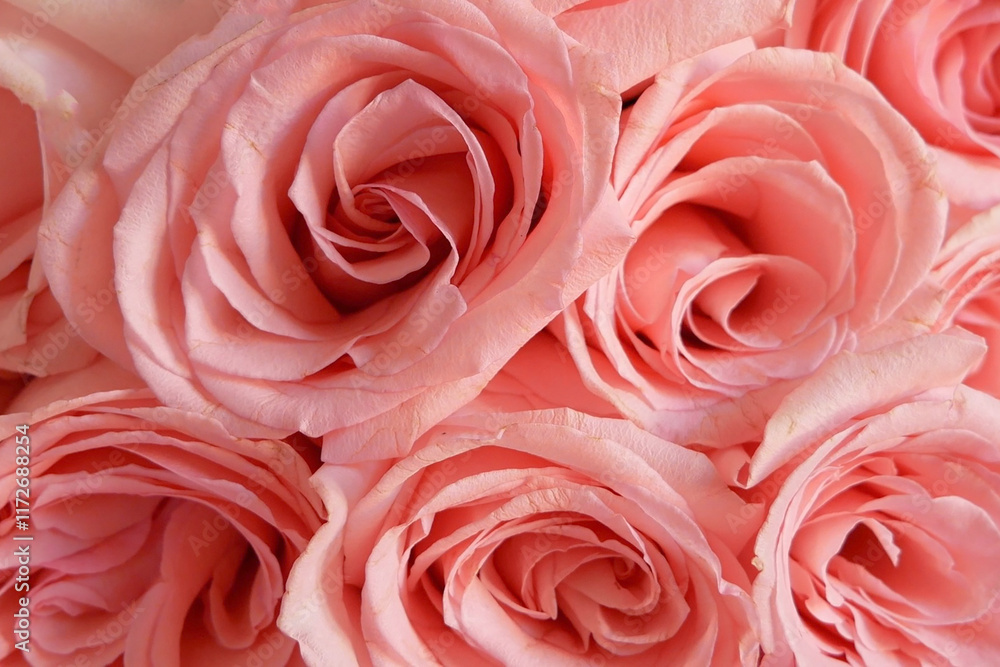 Beautiful pink roses bouquet, amazing roses, birthday, wedding, Valentine's Day, Mother's Day. Beautiful pink roses bouquet, amazing roses, birthday, wedding, Valentine's Day, Mother's Day.