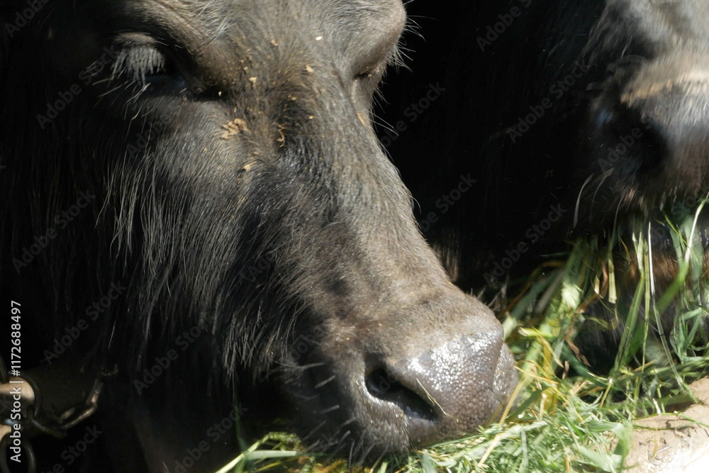buffalo in the farm. Buffalo is eating straw in the stall. Buffaloes eating hey grass in the stall. buffalo in the farm. Buffalo is eating straw in the stall. Buffaloes eating hey grass in the stall.
