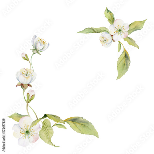 Cherry sakura white flower and bud on stems, hand drawn in watercolor, apple blossom early spring wildflower botanical illustration. Isolated corner frame, for wedding, florist shop, scrapbooking