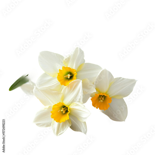 three white and yellow narcissus blooms clustered together isolated on a white background
