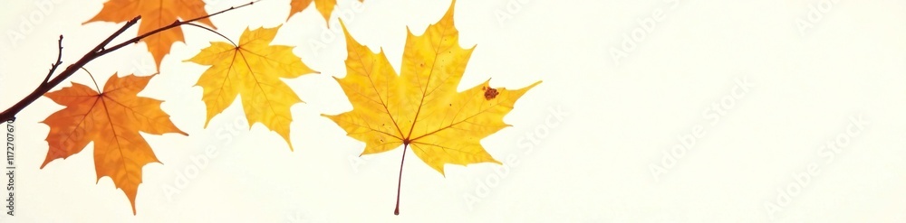 Bright yellow autumn leaf isolated on white background, foliage, nature Bright yellow autumn leaf isolated on white background, foliage, nature